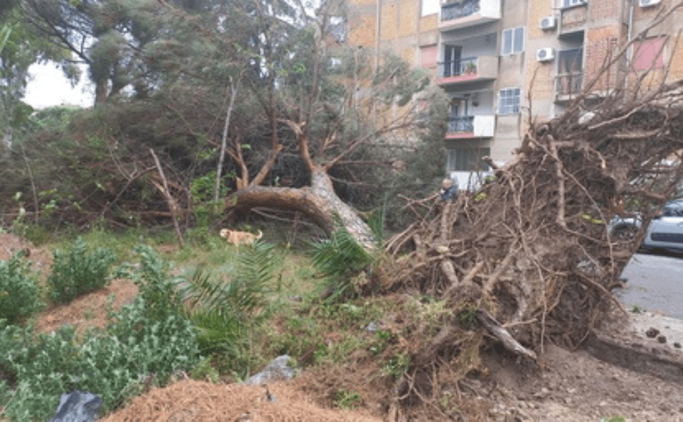 Albero caduto a Reggio Calabria