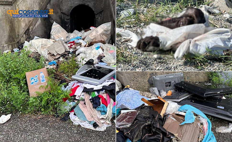 Sporcizia lungomare Paola e testa Vitello