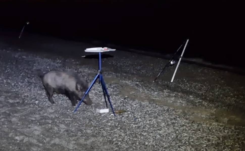 cinghiale spiaggia lamezia