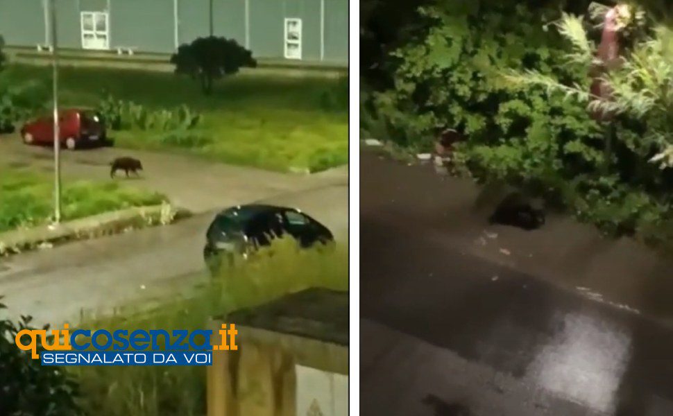 Cinghiale a passeggio per Cosenza, nuovo avvistamento su via Popilia 1 cinghiale via popilia cosenza