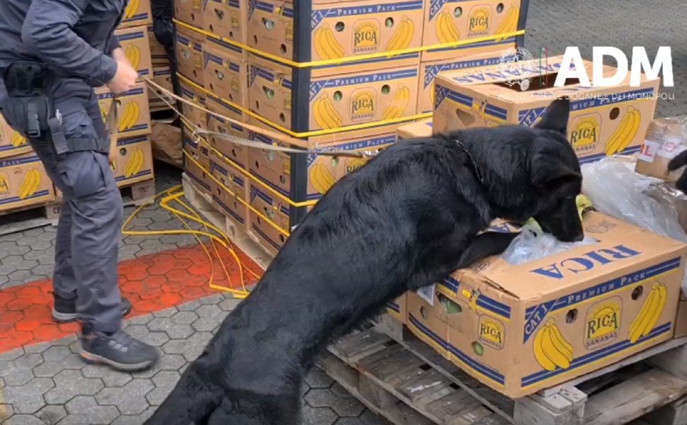 cocaina banane gioia tauro