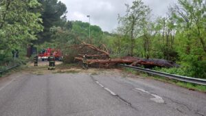 il grosso albero caduto su via Cavalcanti