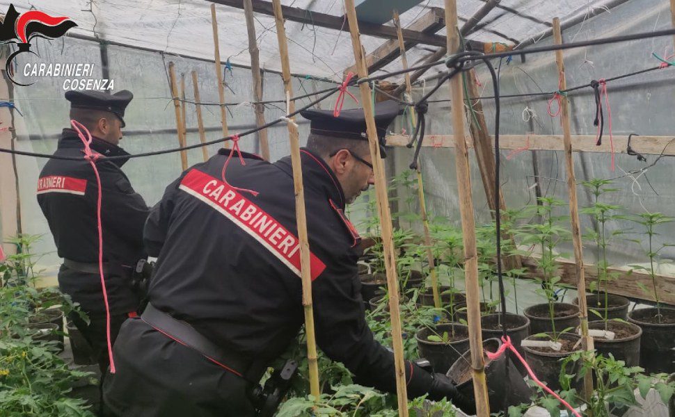 marijuana pomodori carabinieri altomonte