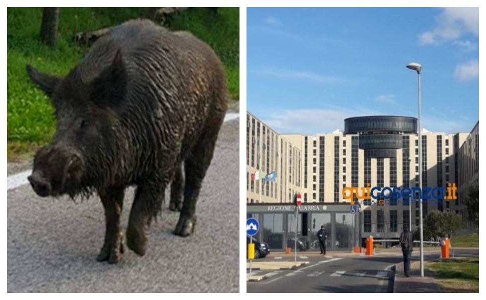 Regione Calabria_peste suina