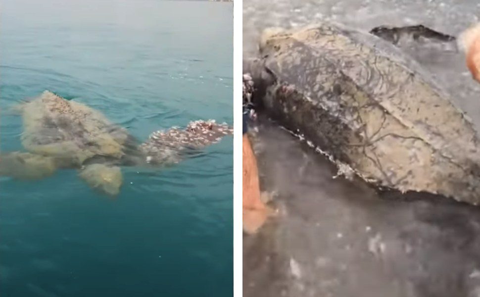 tartaruga liuto praia mare