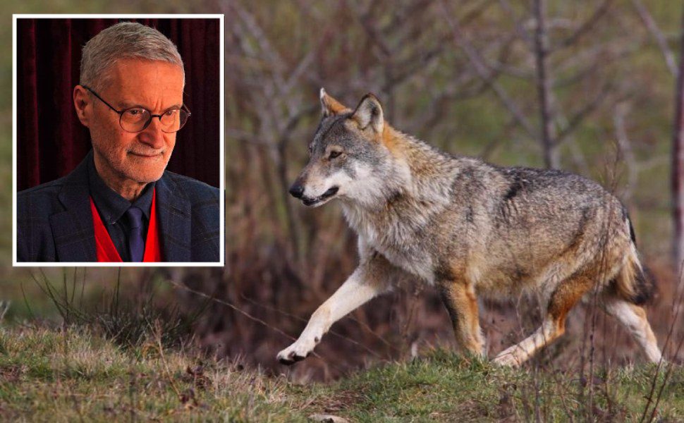 tutela del lupo ferdinando laghi