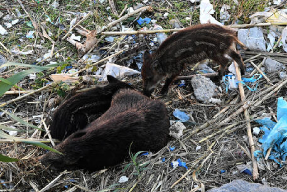 Aidaa piccolo di cinghiale