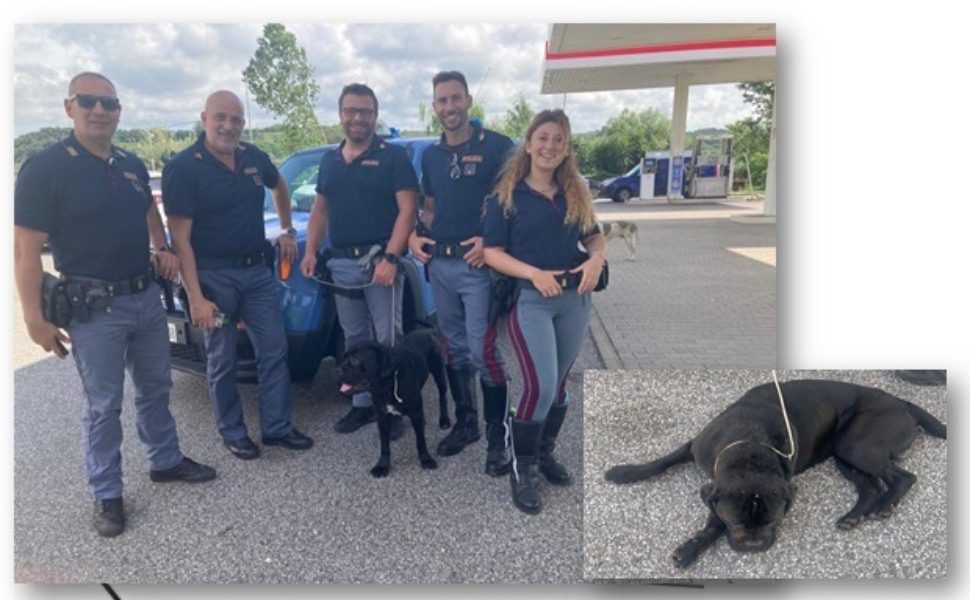 cane salvato dalla polstrada sulla statale 280