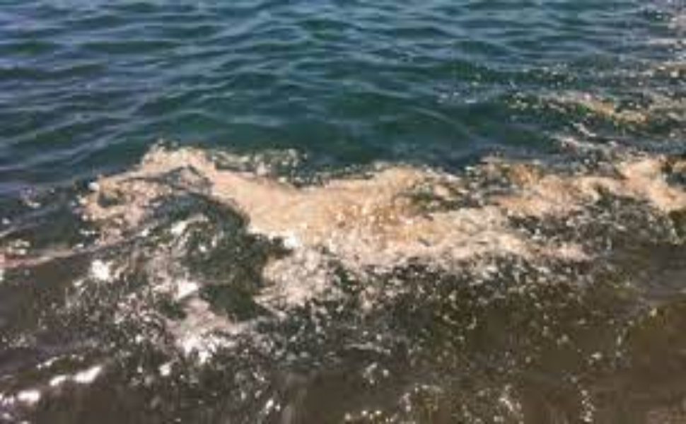 escherichia-coli in mare - foto generica