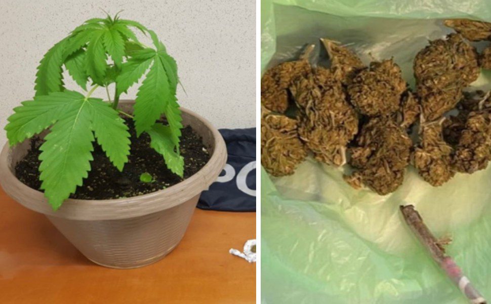 marijuana piantina vibo polizia