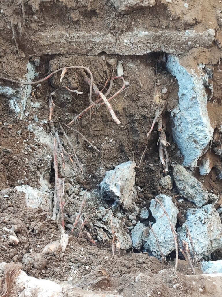 Radici fonatura Paola