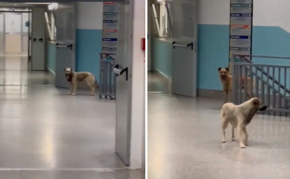 randagi nell ospedale di lamezia terme