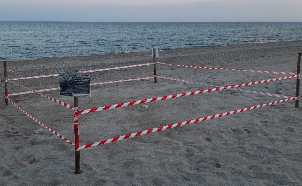 tartarughe spiaggia sicurezza