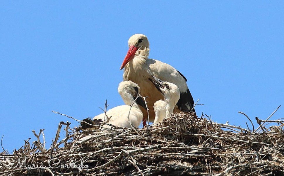 02 nido cicogna bianca
