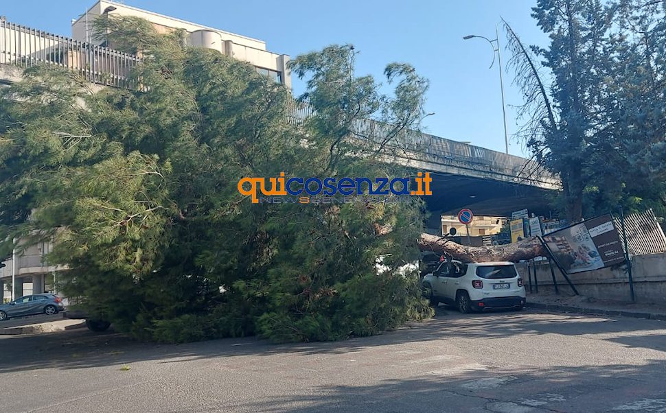 Tragedia sfiorata a Cosenza, crolla un grosso albero e finisce su un'auto - FOTO 51 Albero crollato su via Paolo Borsellino