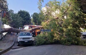 Tragedia sfiorata a Cosenza, crolla un grosso albero e finisce su un'auto - FOTO 52 Albero crollato su via Paolo Borsellino10