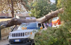 Tragedia sfiorata a Cosenza, crolla un grosso albero e finisce su un'auto - FOTO 59 Albero crollato su via Paolo Borsellino2