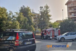 Tragedia sfiorata a Cosenza, crolla un grosso albero e finisce su un'auto - FOTO 58 Albero crollato su via Paolo Borsellino3