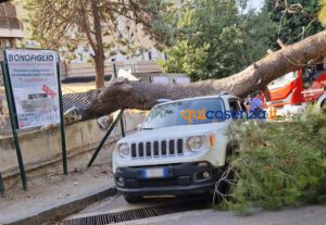 Tragedia sfiorata a Cosenza, crolla un grosso albero e finisce su un'auto - FOTO 57 Albero crollato su via Paolo Borsellino5