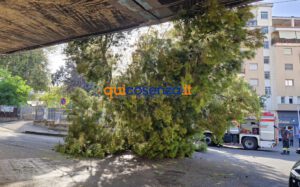 Tragedia sfiorata a Cosenza, crolla un grosso albero e finisce su un'auto - FOTO 56 Albero crollato su via Paolo Borsellino6