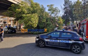 Tragedia sfiorata a Cosenza, crolla un grosso albero e finisce su un'auto - FOTO 55 Albero crollato su via Paolo Borsellino7