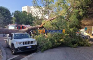 Tragedia sfiorata a Cosenza, crolla un grosso albero e finisce su un'auto - FOTO 54 Albero crollato su via Paolo Borsellino8 1