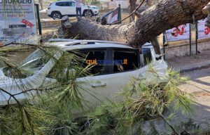 Tragedia sfiorata a Cosenza, crolla un grosso albero e finisce su un'auto - FOTO 53 Albero crollato su via Paolo Borsellino9