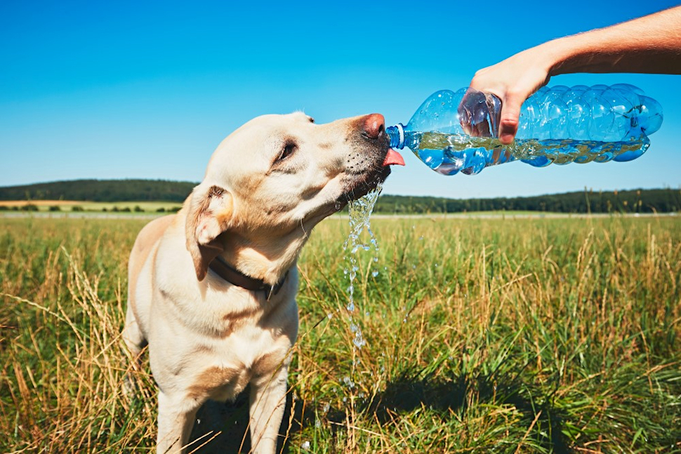 Cani e gatti al sole sul terrazzo o chiusi in auto: stretta anti-caldo per gli animali in Calabria, ordinanza di Occhiuto 52 Cane colpo di calore