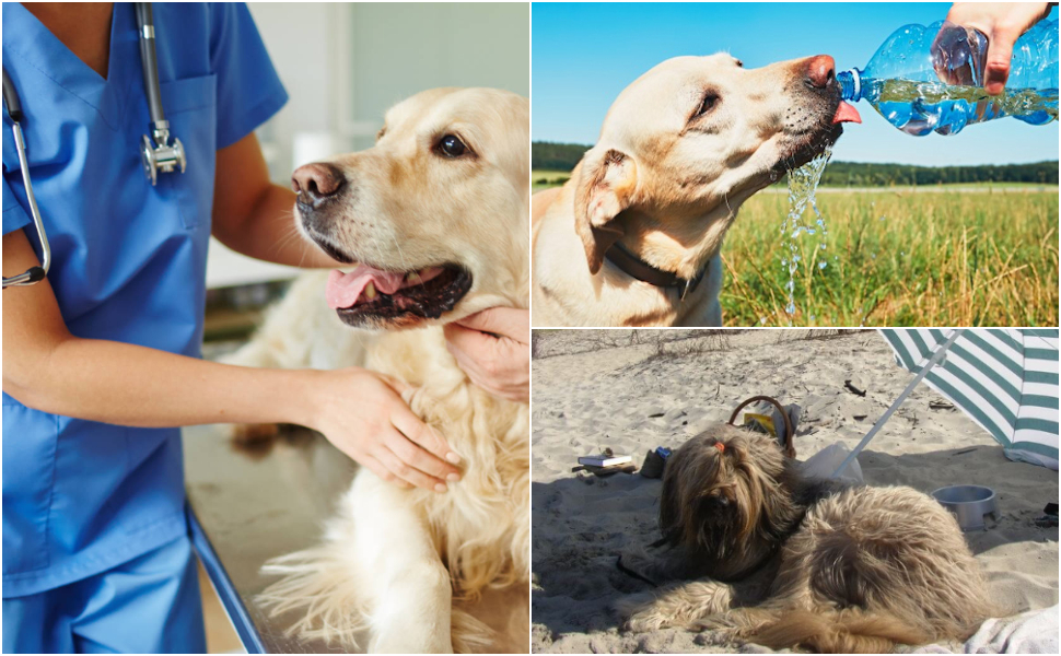 Caldo rovente in Calabria, un pericolo anche per la salute di cani e gatti. I consigli del veterinario 57 Cane e colpi di calore caldo reovente