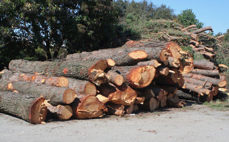 Cataste di tronchi tagliati rende
