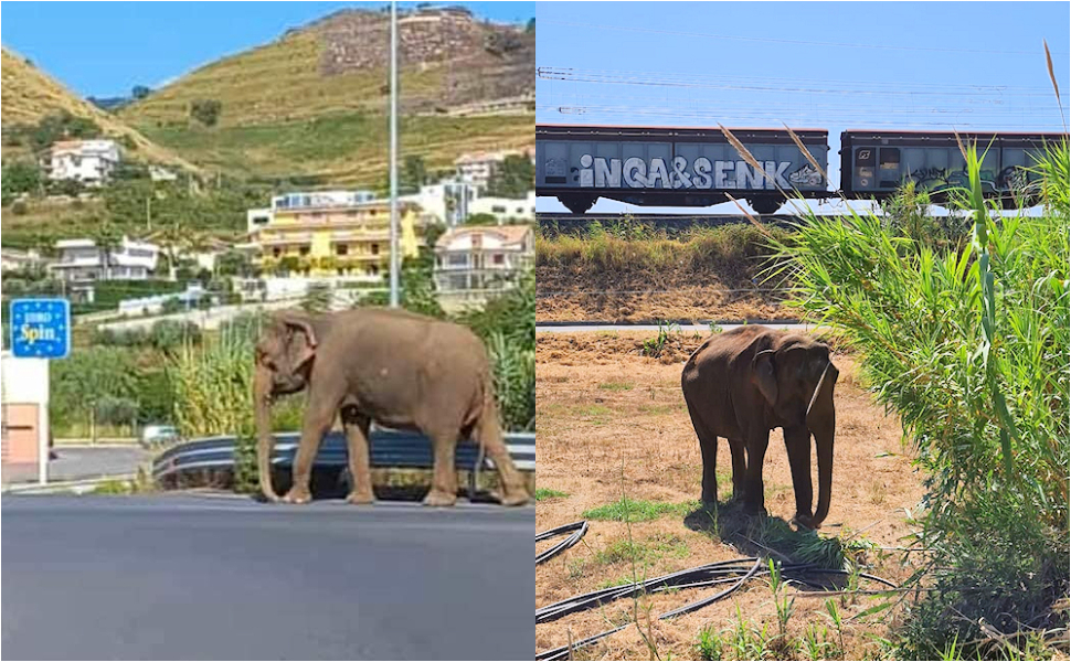 Elefante amantea