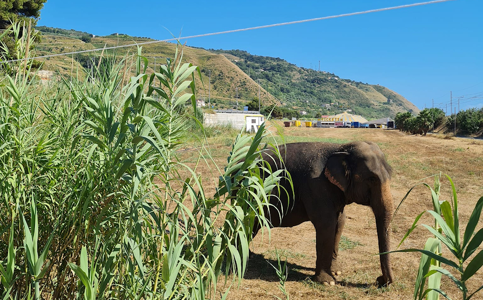Elefante Amantea