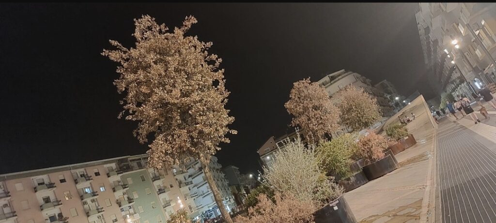 Cosenza, la denuncia: 'alberi vandalizzati e non curati, dov'è il garante del verde?' 1 Screenshot 20230723 162613 1