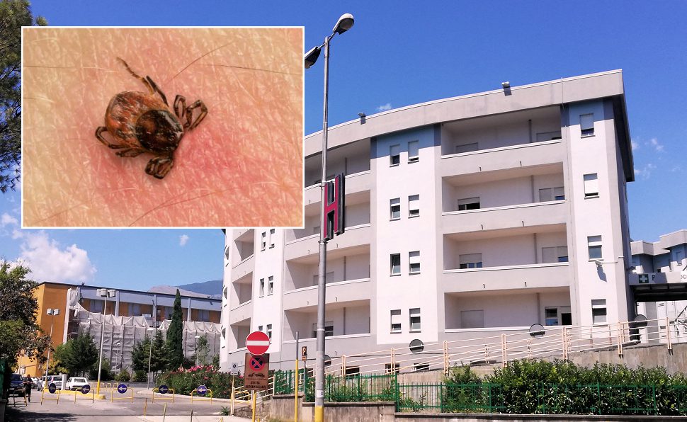 bimbo punta da una zecca castrovillari