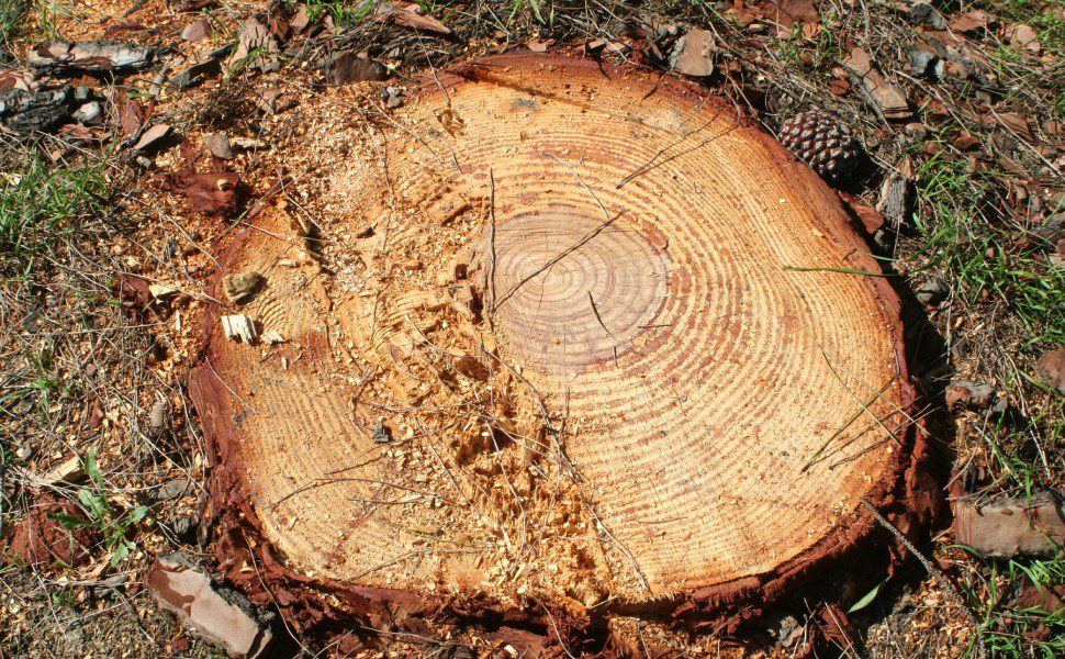 alberi tagliati rende via leonardo da vinci