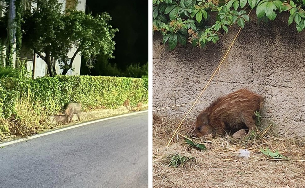 cinghiali guardia piemontese