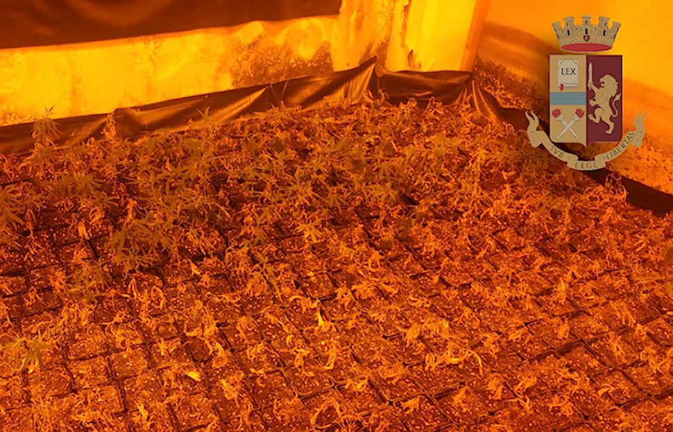 droga capannone blitz Questura Cosenza_02