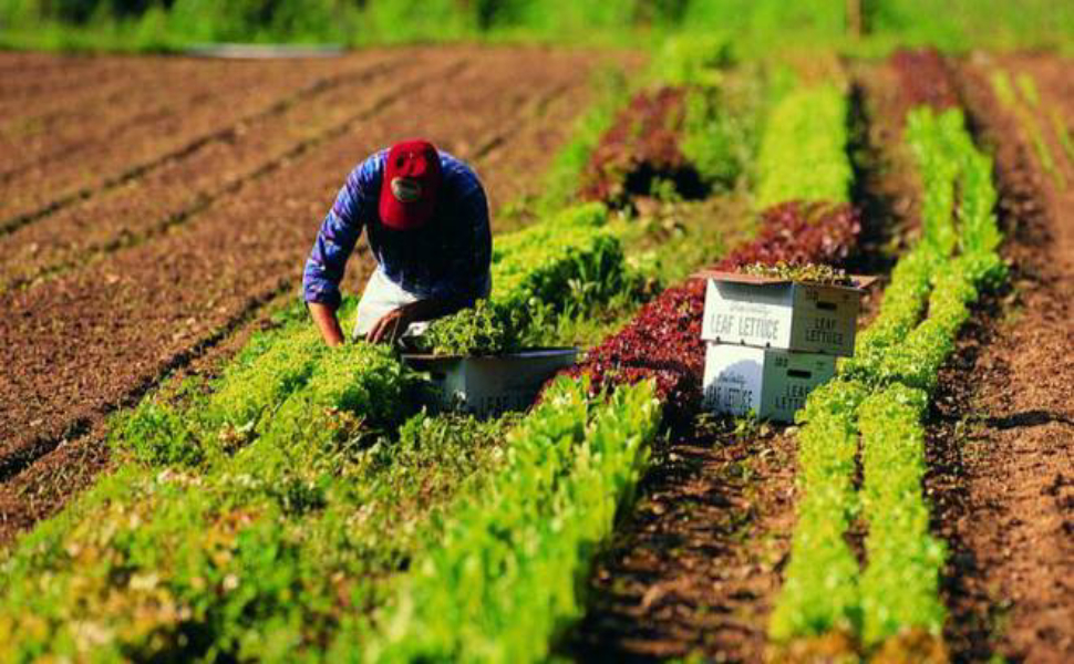 lavoro-campi-agricoltura