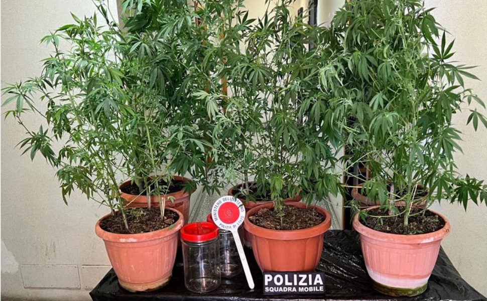 piante marijuana giardino casa vibo