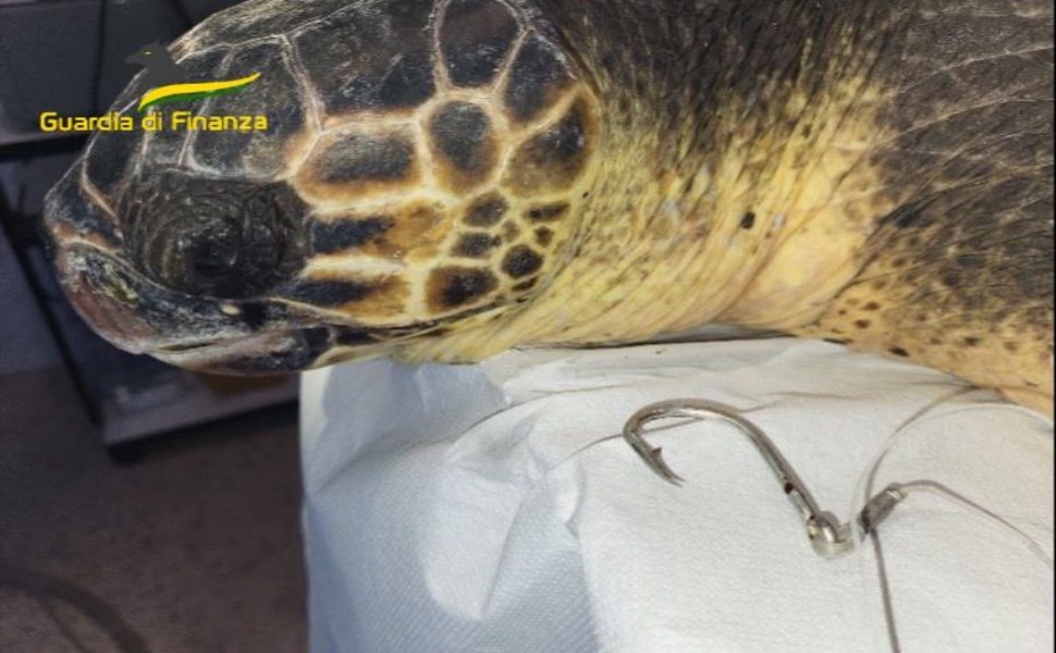 tartaruga venus liberata mare cs 03