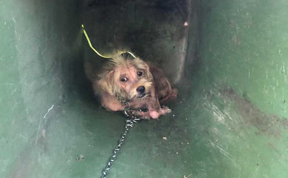 cagnolino malato_vibo