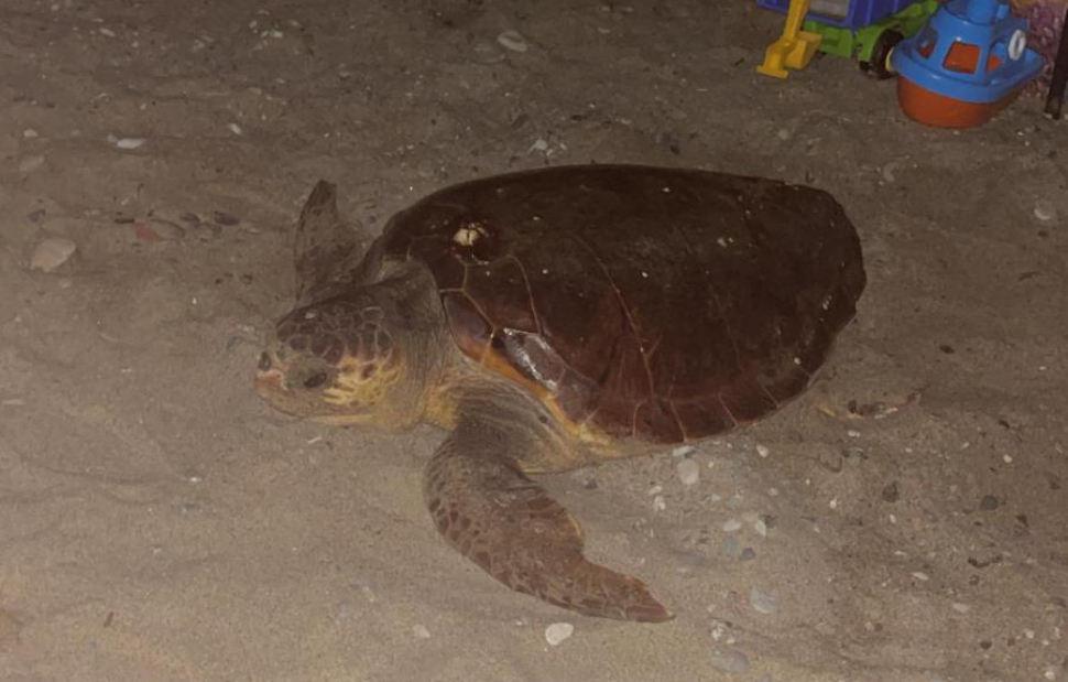 CARIATI TARTARUGACARETTACARETTA