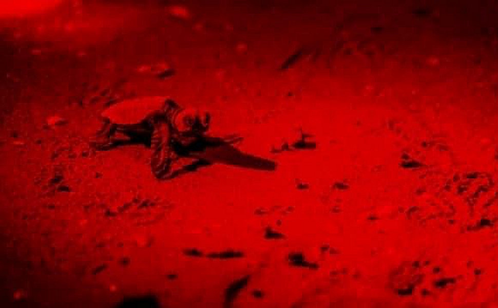 Caretta Caretta1