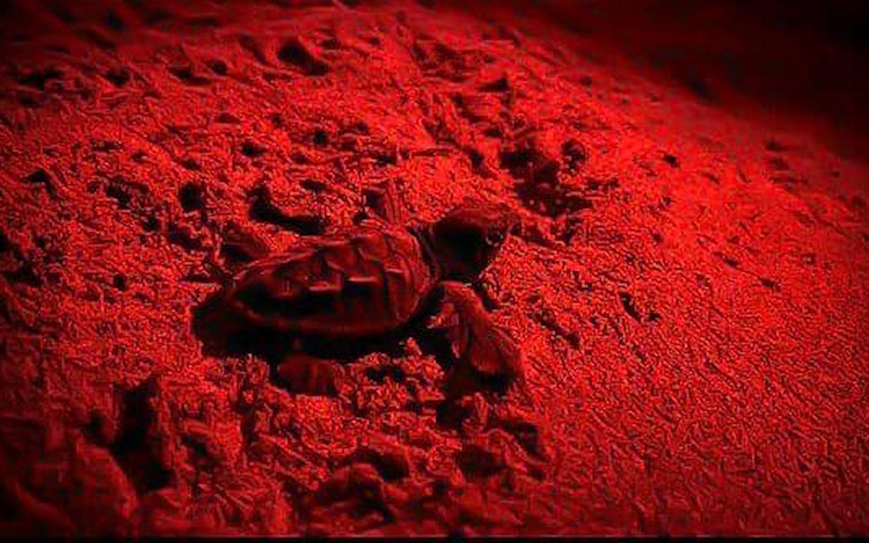 Caretta Caretta2