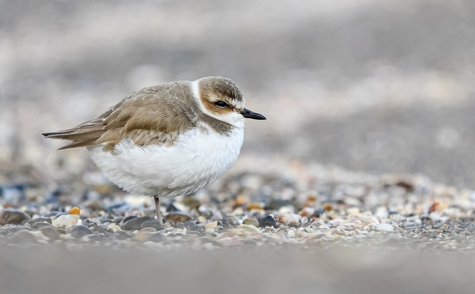Fratino - foto Nicola Romeo Arena
