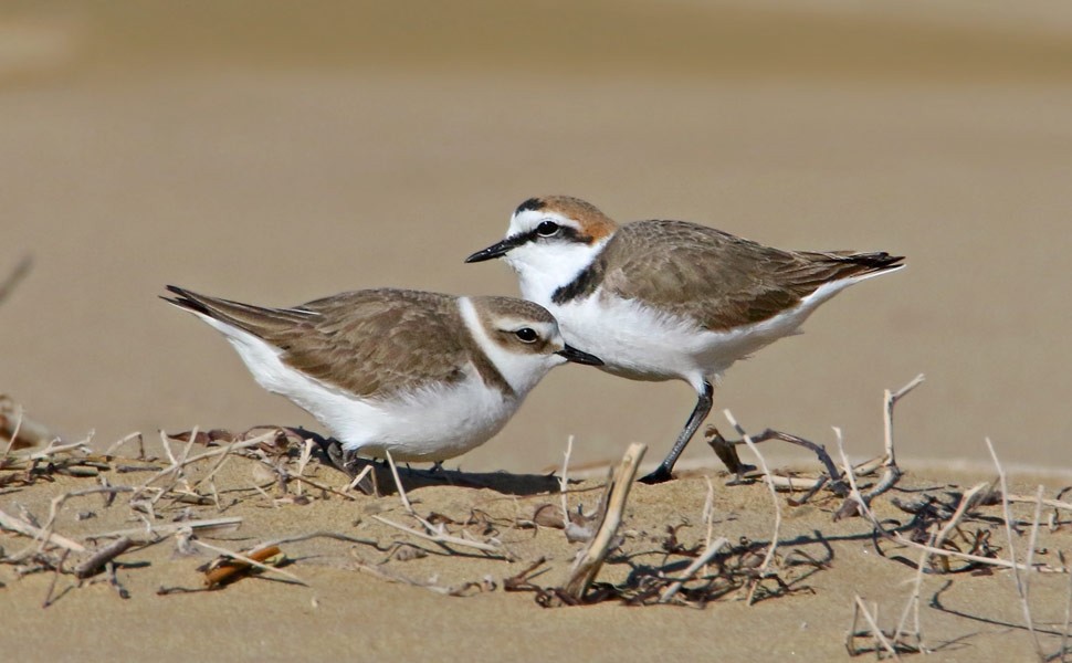Fratino - foto luigi sebastiani