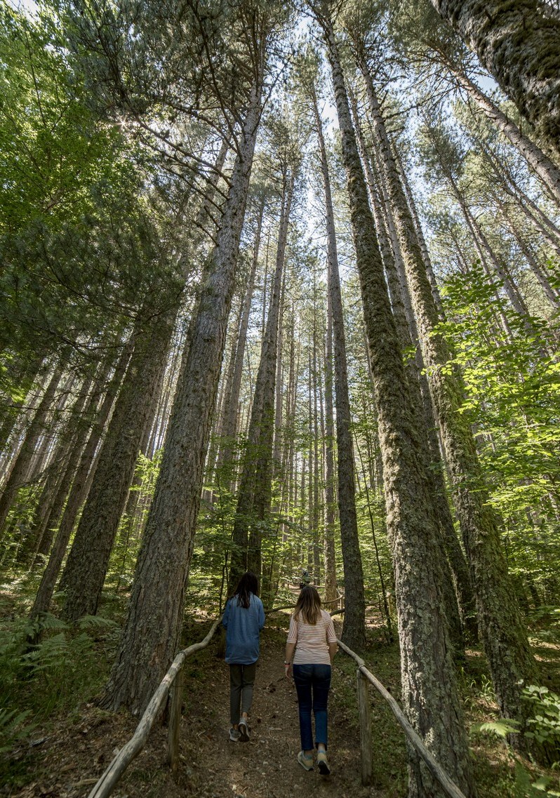 Giganti della Sila (CS)_Foto Studio Larus, 2019_© FAI - Fondo per l'Ambiente Italiano