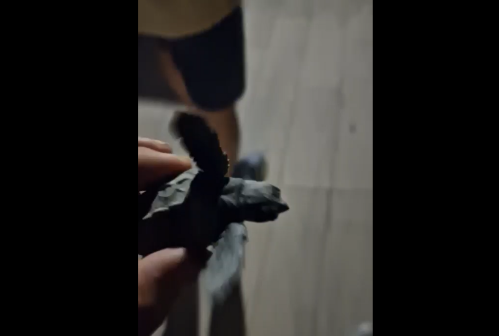 PICCOLI-DI-TARTARUGA-MARINA-A-SANTA-MARIA-DEL-CEDRO