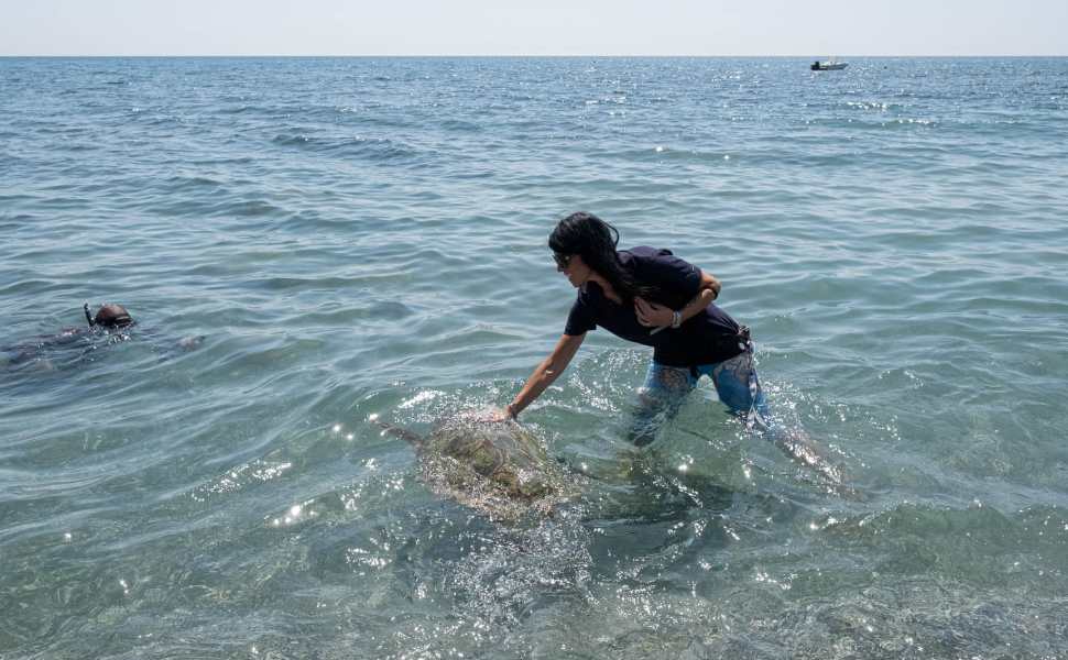 Rea tartaruga brancaleone 01