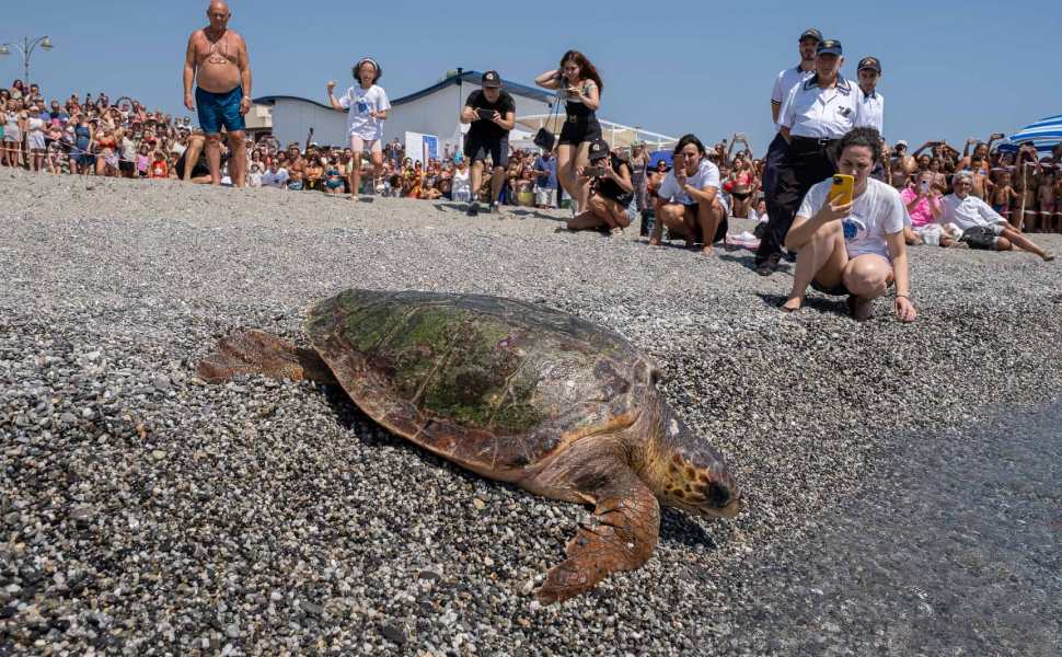 Rea tartaruga brancaleone 02